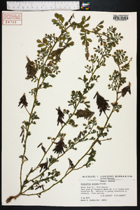 Indigofera spicata image