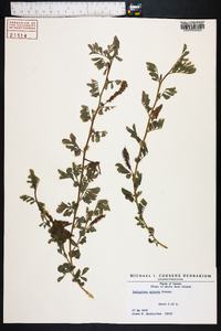 Indigofera spicata image