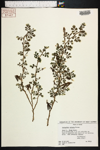 Indigofera spicata image