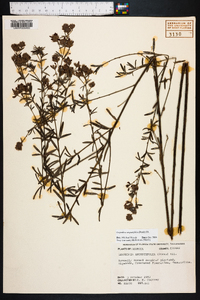 Lespedeza angustifolia image