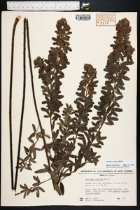 Lespedeza capitata image