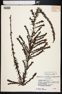 Lespedeza cuneata image