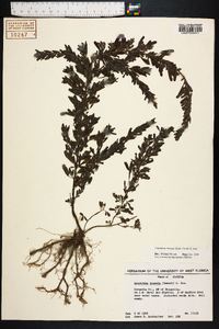 Lespedeza cuneata image