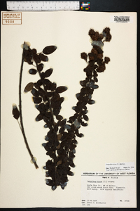 Lespedeza hirta image