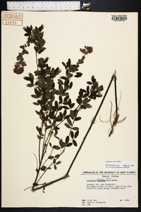 Lespedeza stuevei image