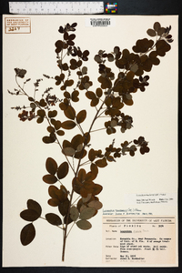 Lespedeza thunbergii image