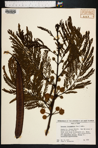 Leucaena leucocephala image