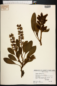 Lupinus diffusus image