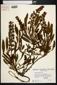 Lupinus diffusus image