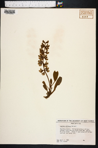 Lupinus diffusus image