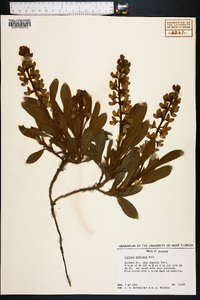 Lupinus diffusus image