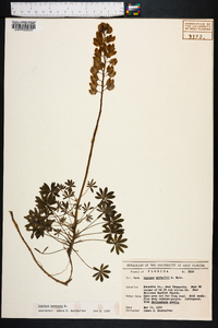 Lupinus nuttallii image