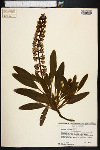 Lupinus villosus image