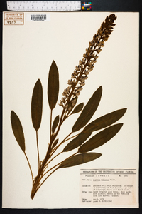 Lupinus villosus image