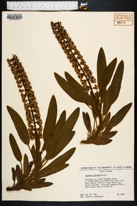 Lupinus villosus image