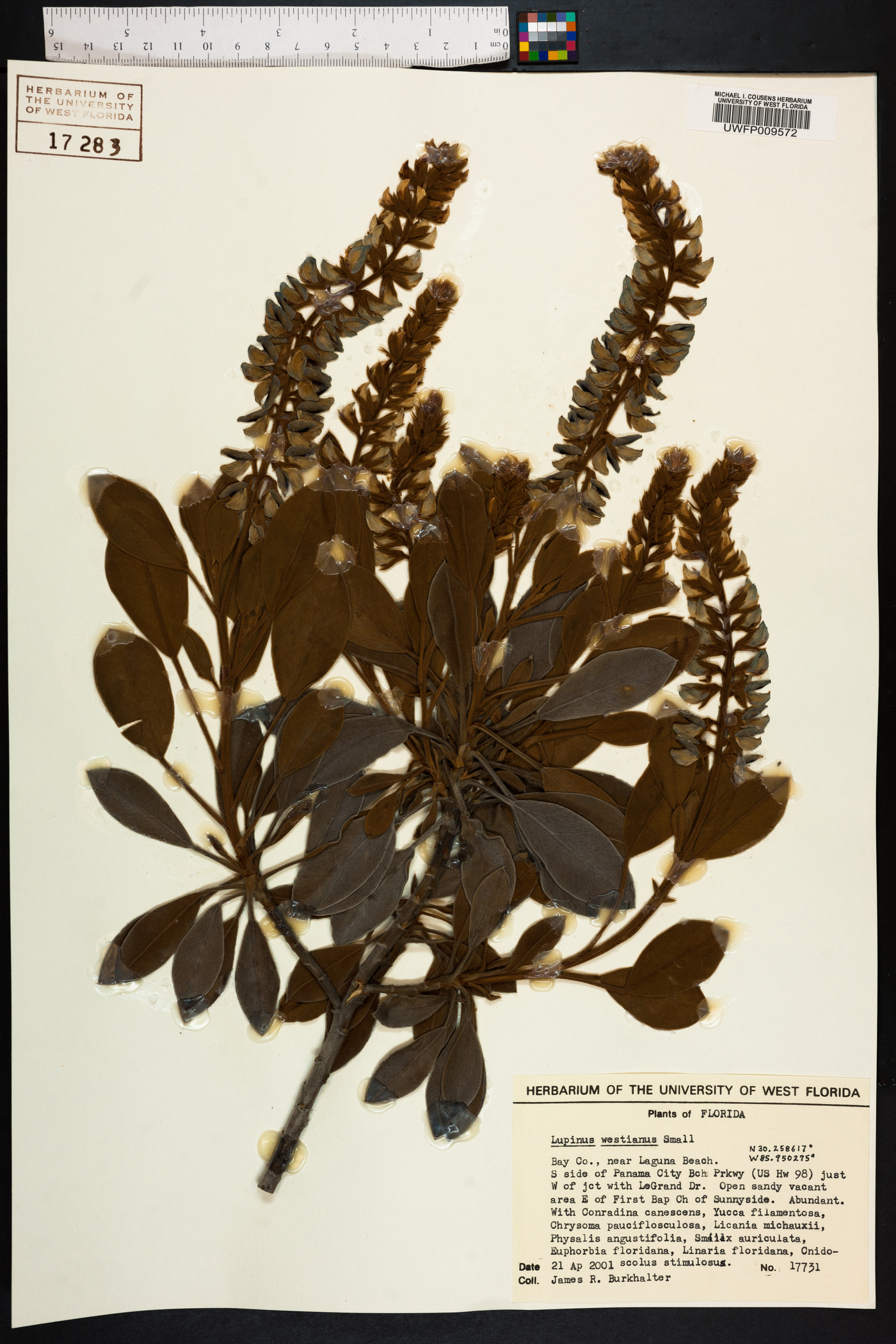 Lupinus westianus image