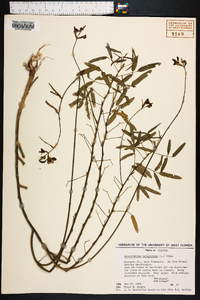 Macroptilium lathyroides image