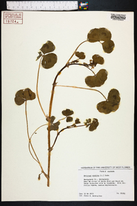 Medicago arabica image