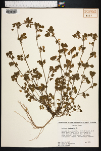 Medicago polymorpha image