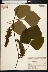 Pueraria montana var. lobata image