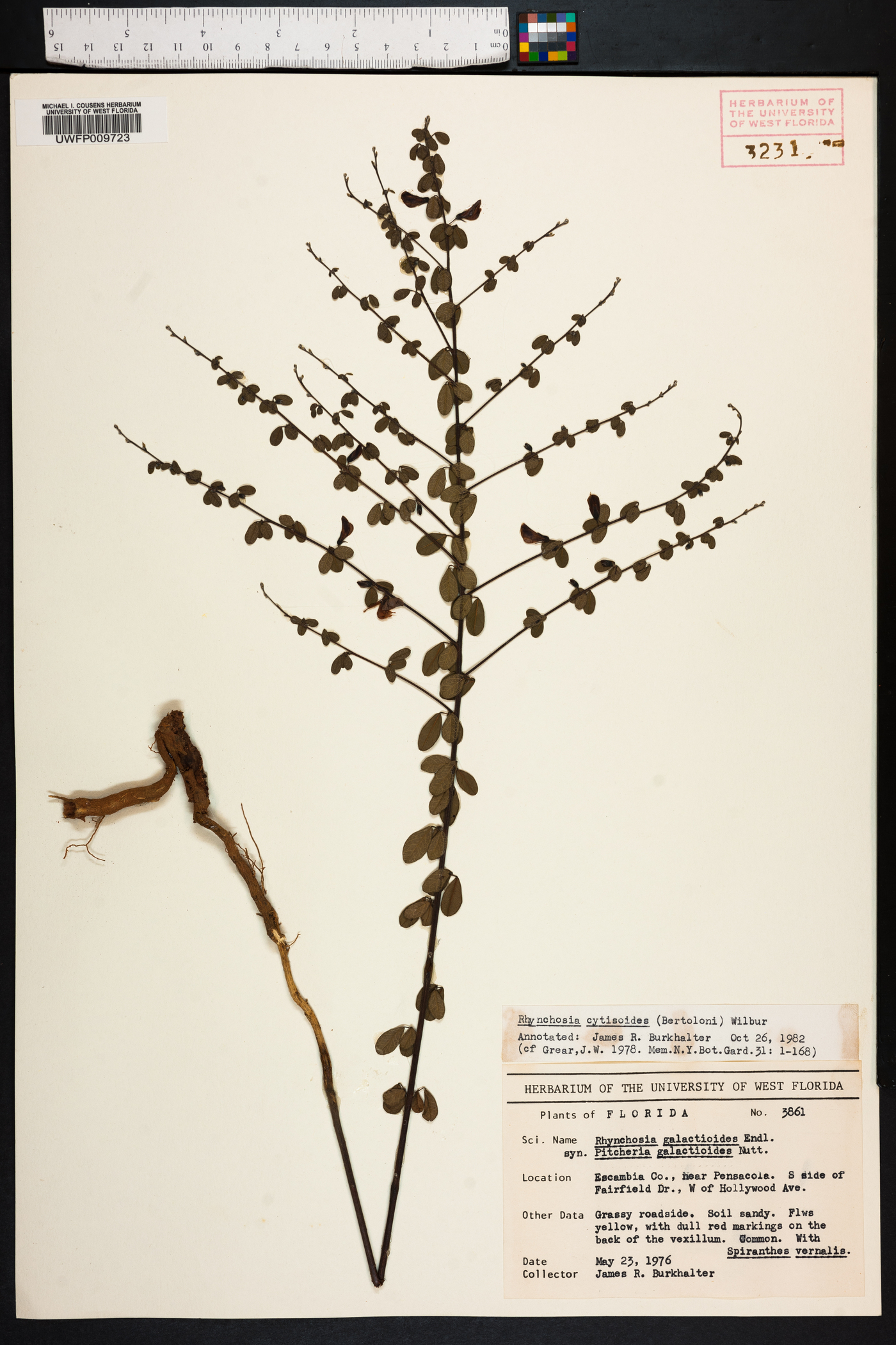 Rhynchosia cytisoides image
