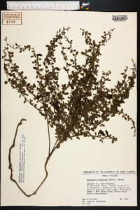 Rhynchosia cytisoides image