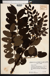 Robinia hispida image
