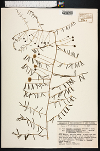 Mimosa microphylla image