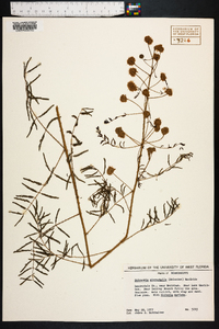 Mimosa microphylla image