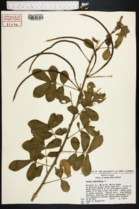 Senna obtusifolia image