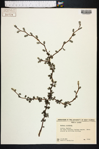 Image of Sophora prostrata