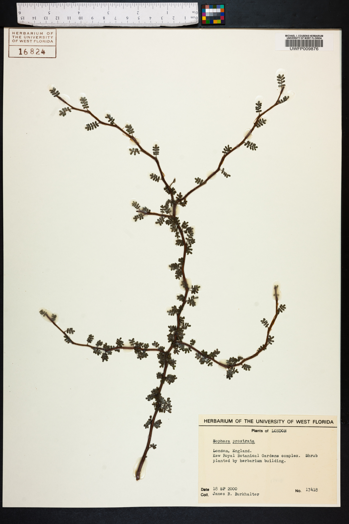 Sophora prostrata image