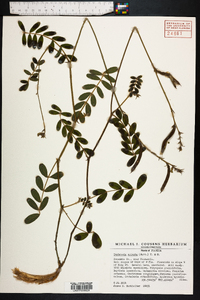 Tephrosia spicata image