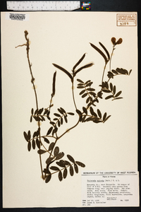 Tephrosia spicata image