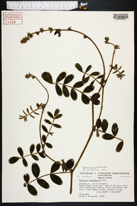 Tephrosia spicata image