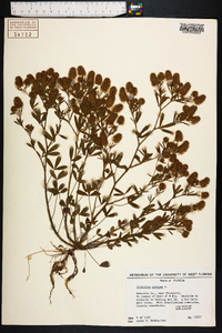 Trifolium arvense image