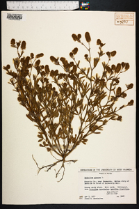 Trifolium arvense image