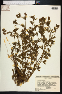 Trifolium arvense image