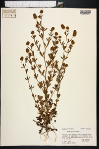 Trifolium arvense image