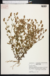 Trifolium arvense image