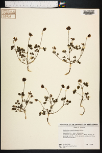 Trifolium carolinianum image