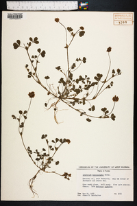 Trifolium carolinianum image