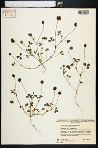 Trifolium carolinianum image