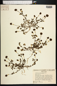 Trifolium carolinianum image