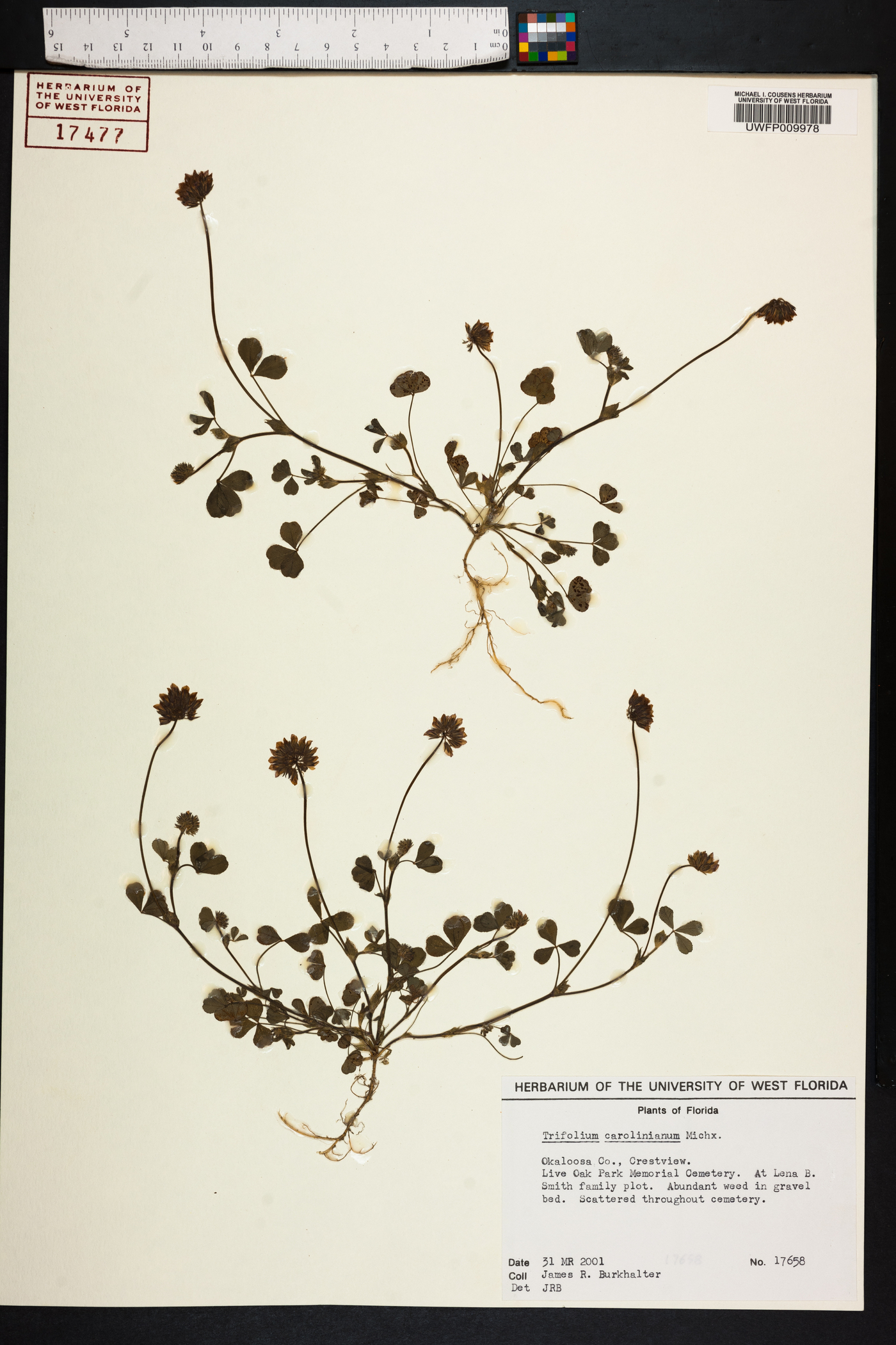 Trifolium carolinianum image