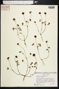 Trifolium carolinianum image