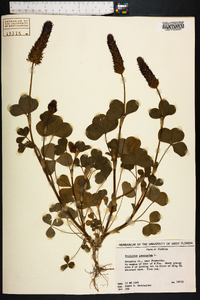 Trifolium incarnatum image