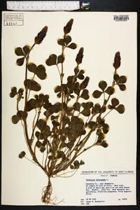 Trifolium incarnatum image