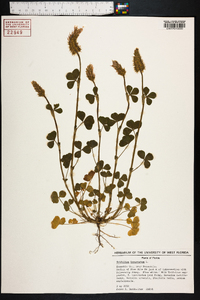 Trifolium incarnatum image