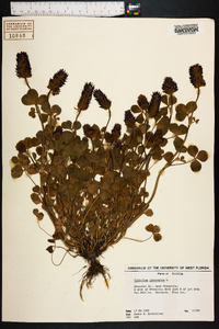 Trifolium incarnatum image